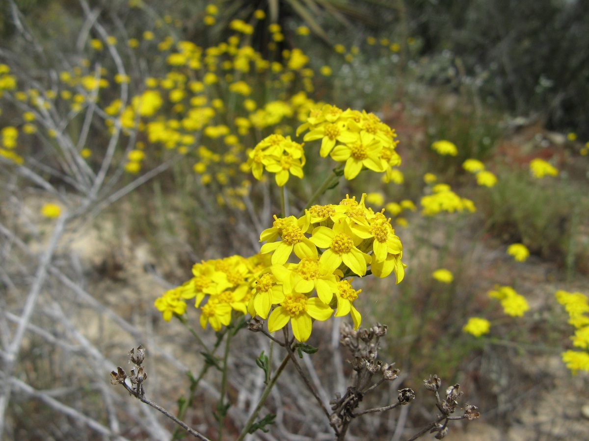 small yellow flowers with 5 petals