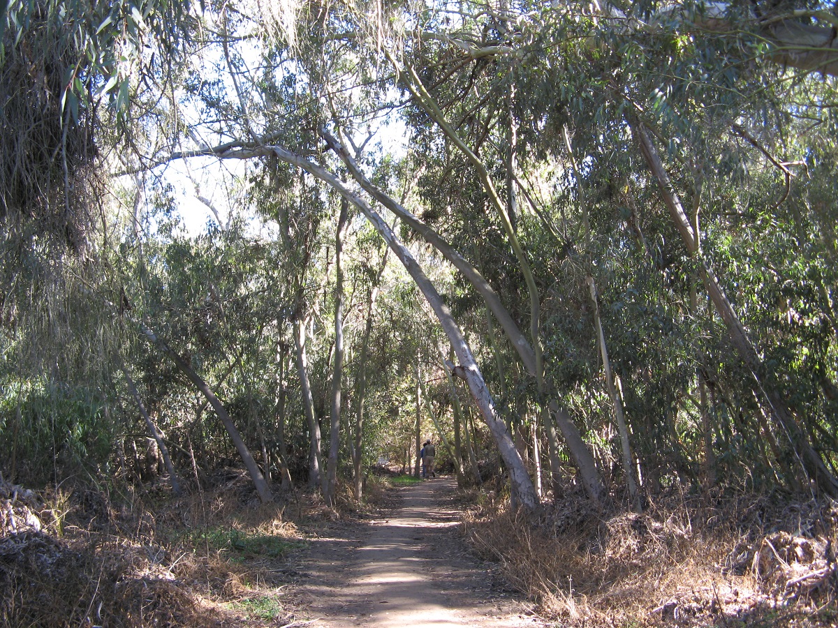 trail with large trees hanging over the top