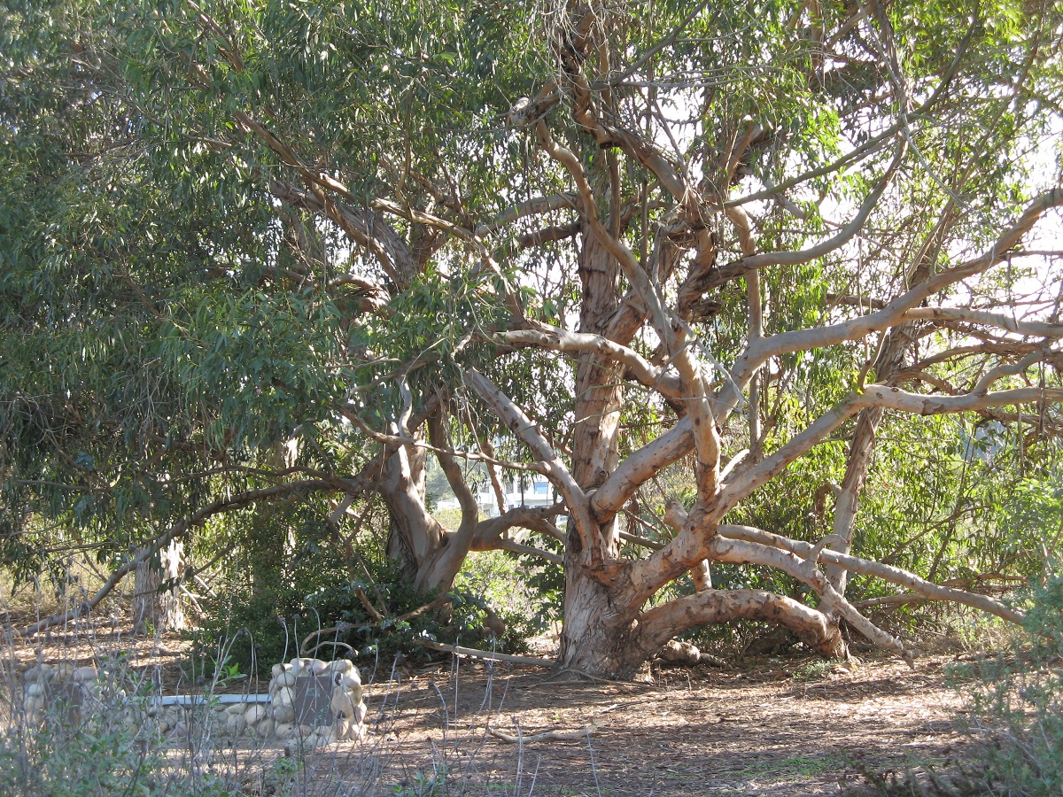 large tree with entangled branches