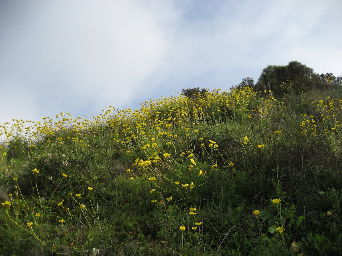 field with tall yellow flowers