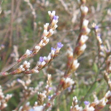 small purple and white flowers on a branch