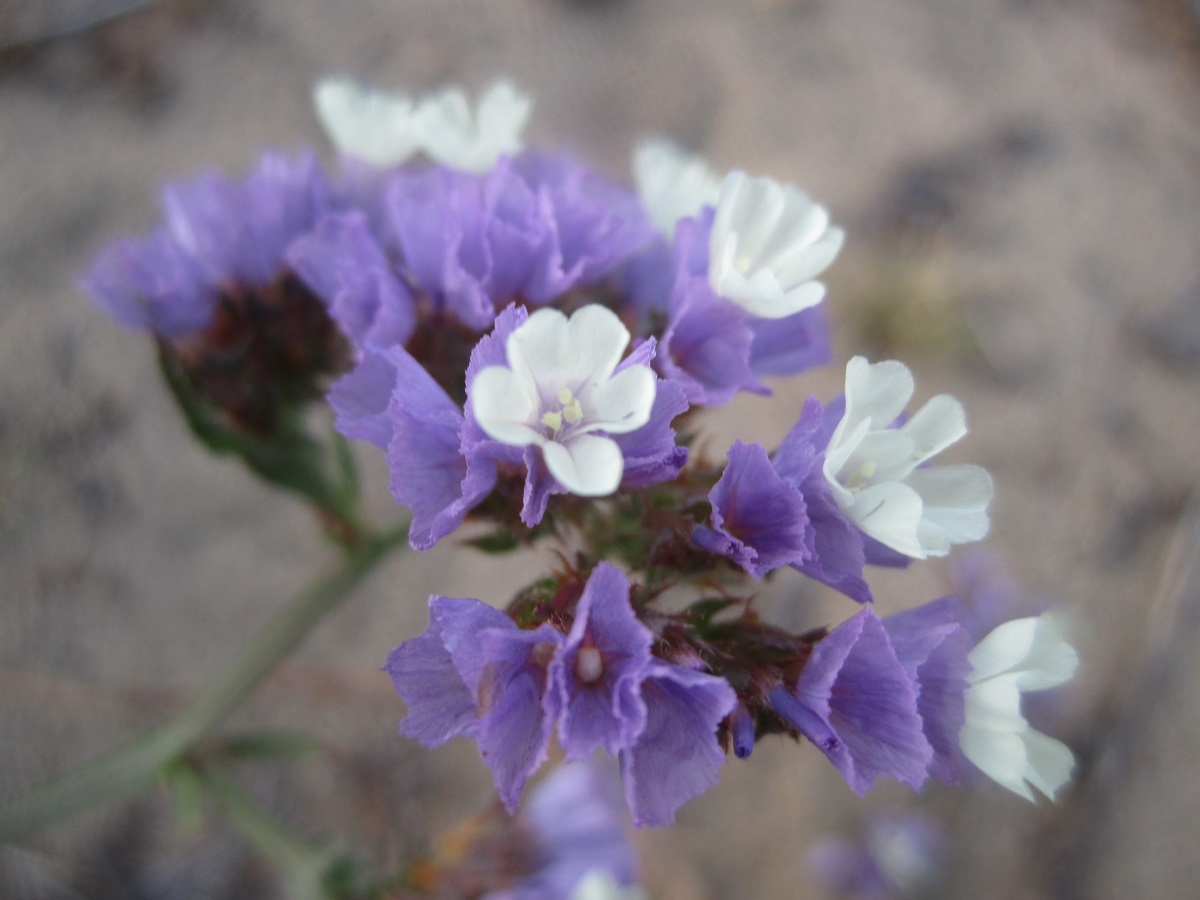 white and purple flowers