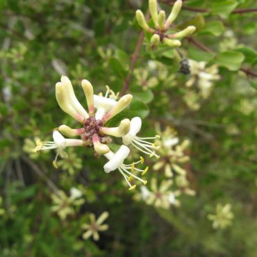 small cream colored flowers on branches