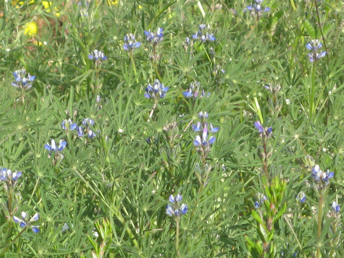 green scrub with blue-purple flowers