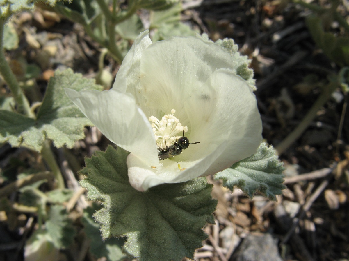 White Alkali Mallow flower