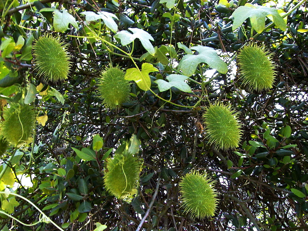 Green spikey ovals in tree