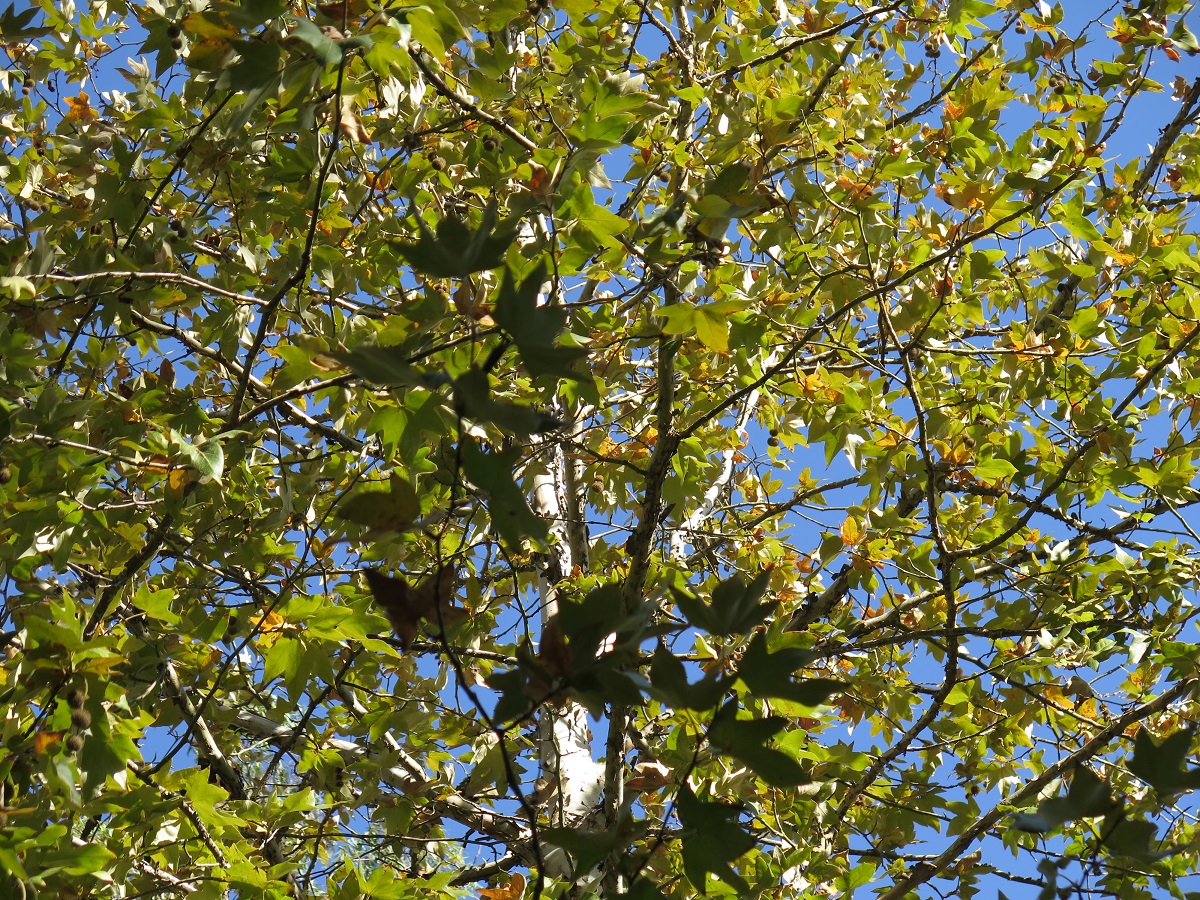 tree with 3 stemmed leaves