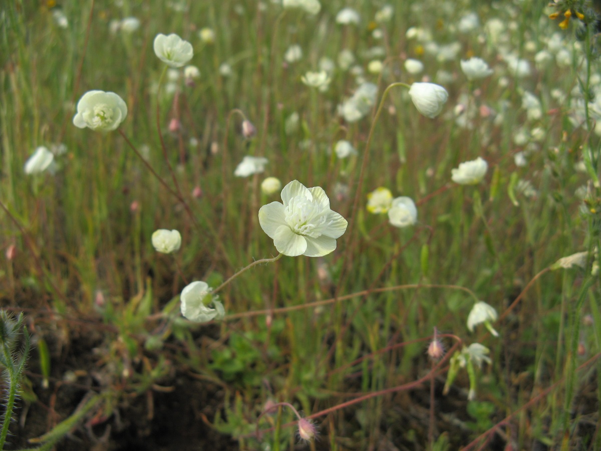 single white flowers on top of stems in a field