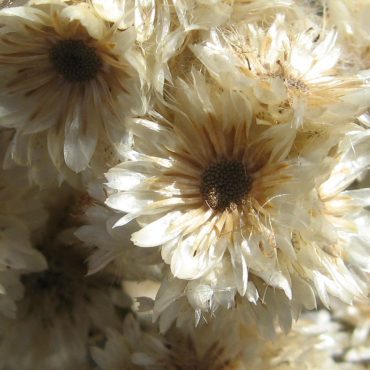 close up of dry pappus cream and brown colored flower