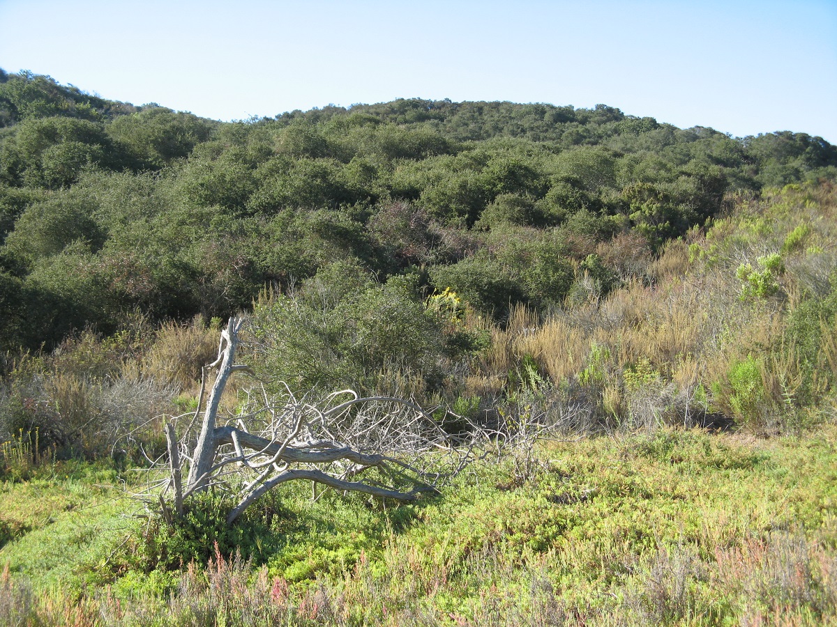 fallen tree surrounded by greenery and Nuttall's Scrub oak