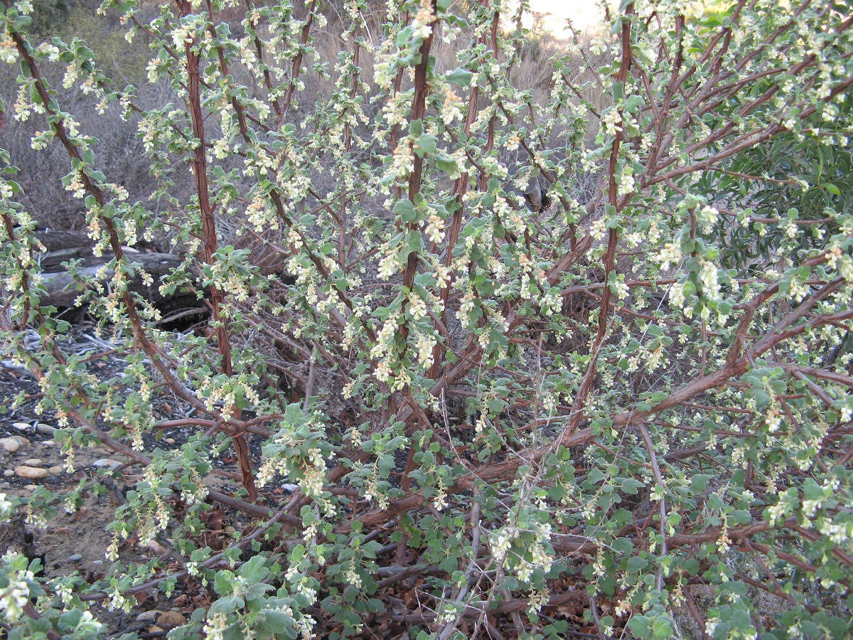 bush with tiny white flowers and textured green leaves