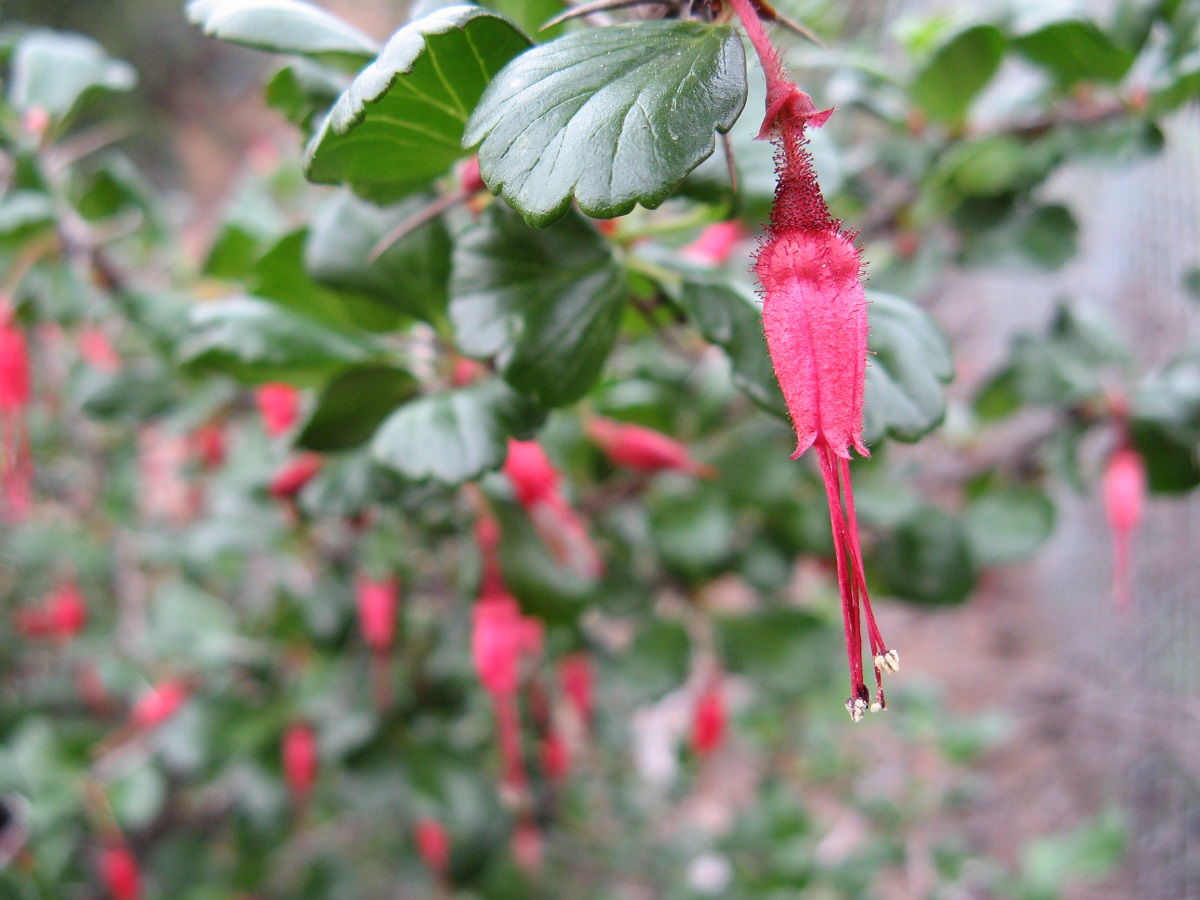 hanging pink flowers surrounded by green seashell leaves of the fuscia-flowered gooseberry