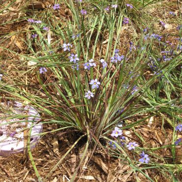 small ground bush with long stringy green leaves and purple flowers
