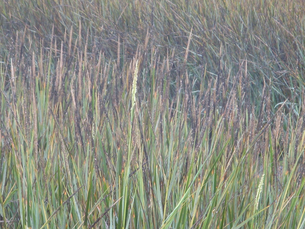 Close up of brown and green cord grass