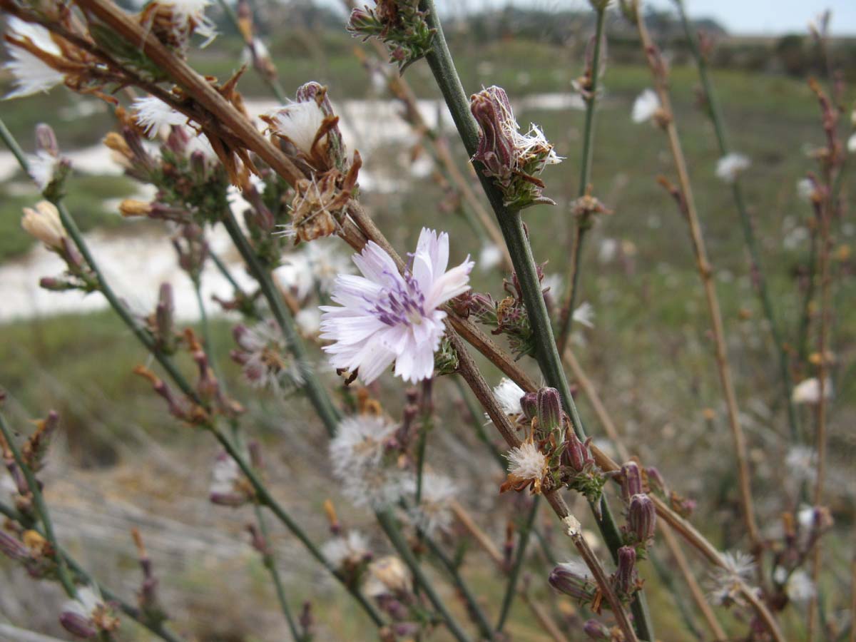 purple flower on twig branches
