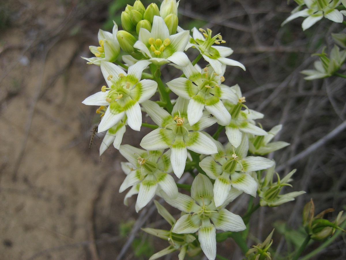 White flowers with green center
