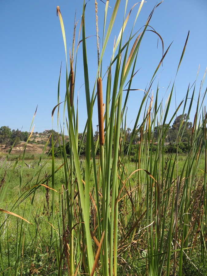 Southern Cattail Nature Collective