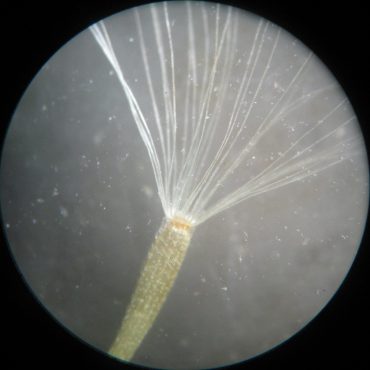 mature seed of the California Brickellbush with pappus under microscope