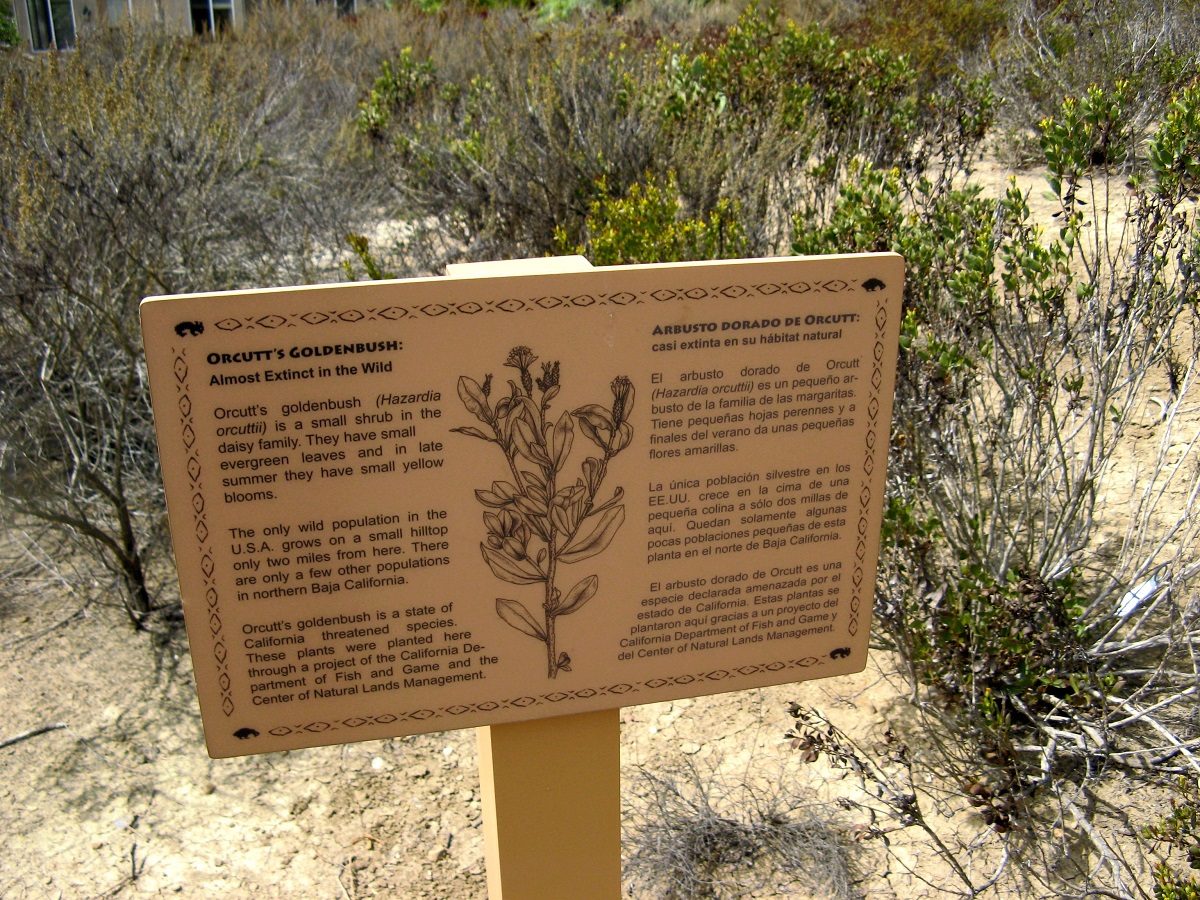 Orcutt's Goldenbush informational trail sign