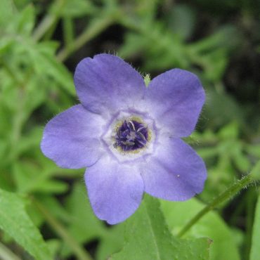close up of single purple Fiesta Flower with dark purple center