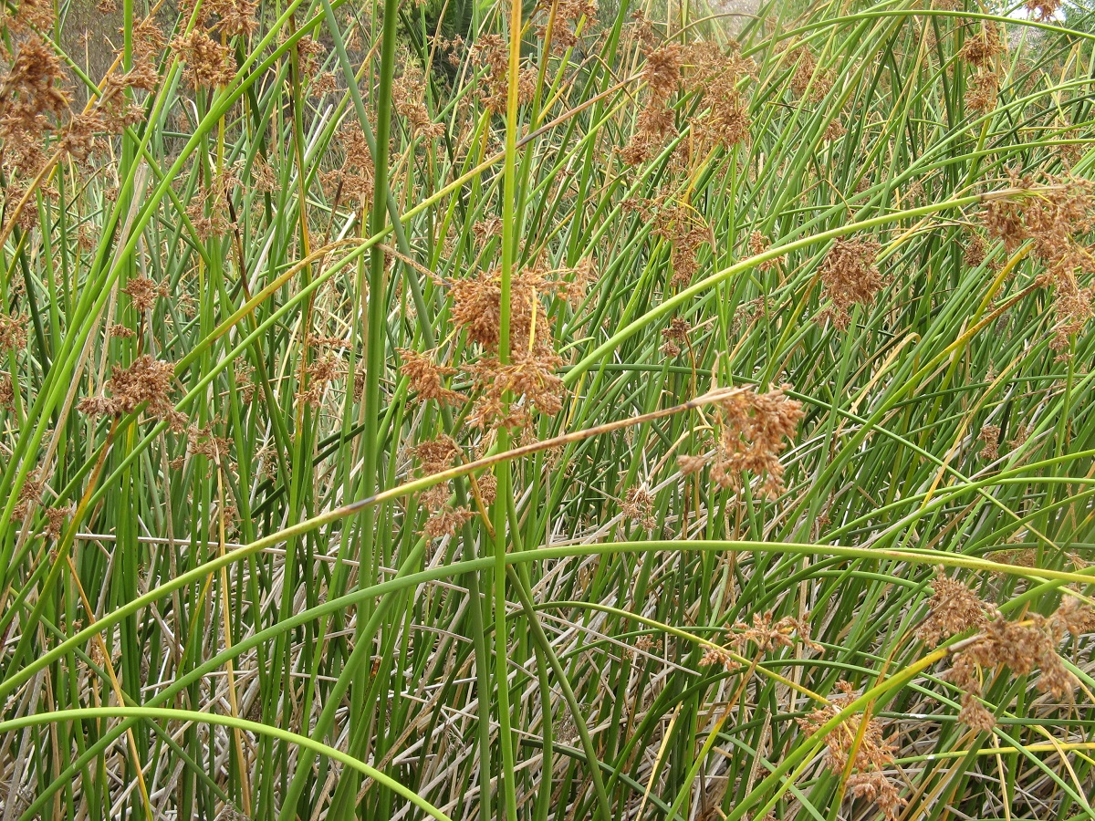 long grassy California Bulrush plant
