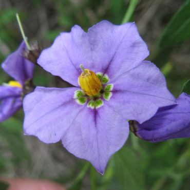 Purple flower with five petals and yellow center