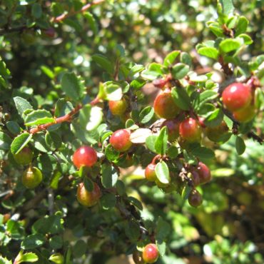 Shiny red and yellow berries on branch with green leaves