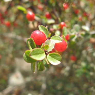 Red round berries surrounded by small round green leaves