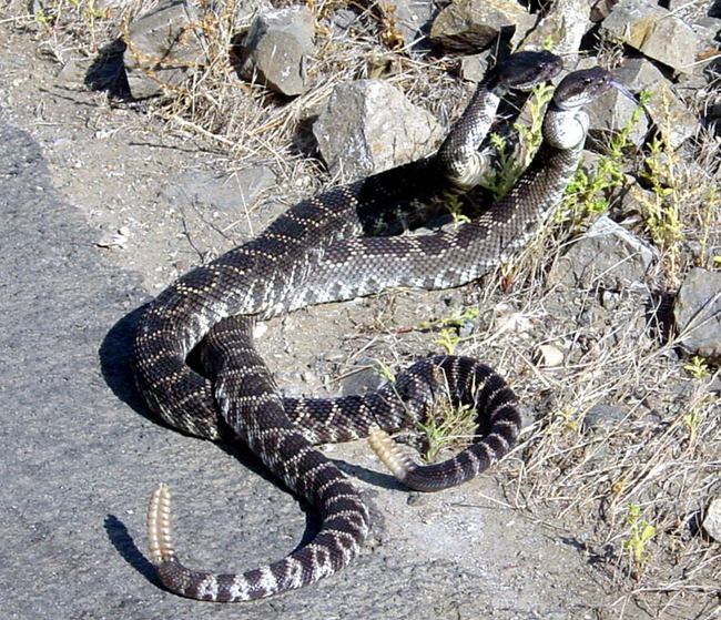 Southern Pacific Rattlesnake | Nature Collective