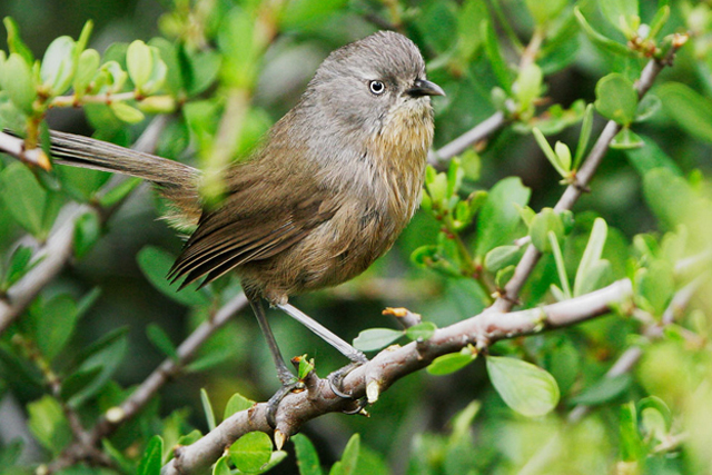 Wrentit | Nature Collective