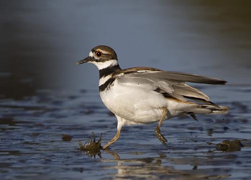 white and brown killdeer running in shallow lagoon