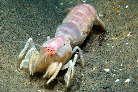 Ghost Shrimp in Saltwater Aquarium