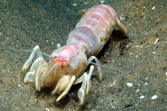 thumbnail image 2 of 100+ Live Saltwater Feeder Ghost Grass Shrimp – Marine Aquarium Food, USA Bred 2 of 2