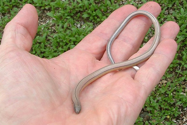 Silvery Legless Lizard | Nature Collective