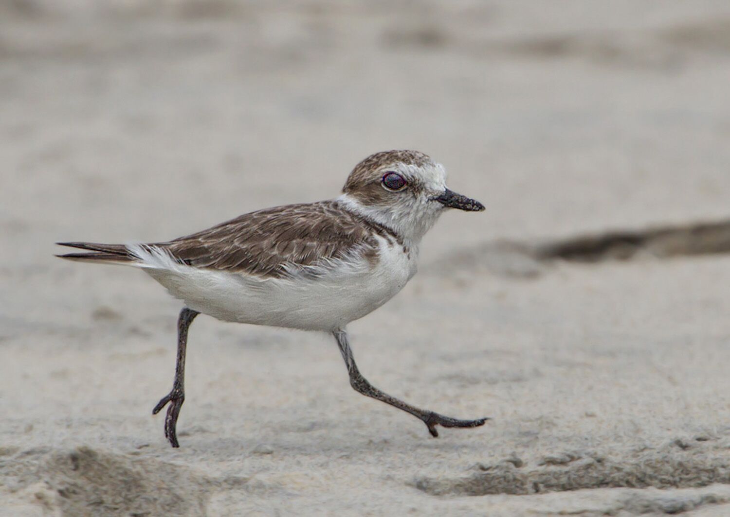 Western Snowy Plover Nature Collective