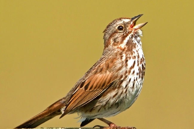 Song Sparrow Nature Collective