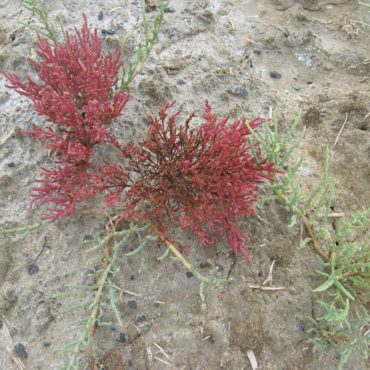 Bright red and green glasswort