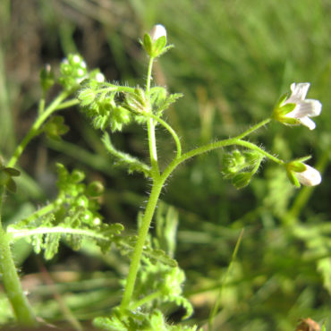 stems and white flower buds