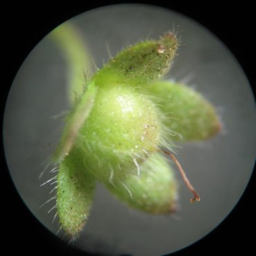 Microscopic photo of maturing fruit with small hairs