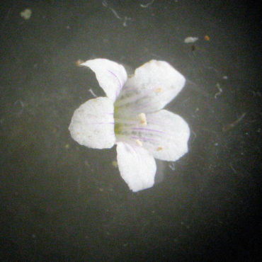 Microscope view of small white flower with five petals