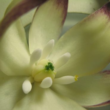 Opened white flower