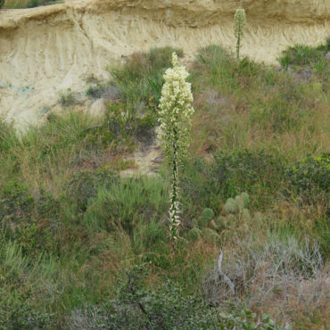 Tall branch with white flowers on top
