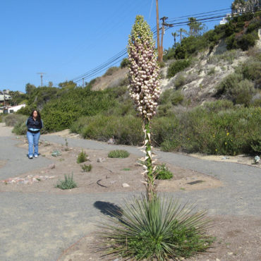 Woman standing next to tall plant with light pink flowers