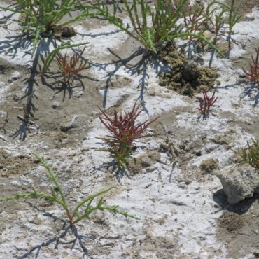 Green and red glasswort growing on salt flat