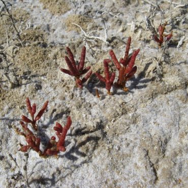 Red tubular glasswort growing on dry ground