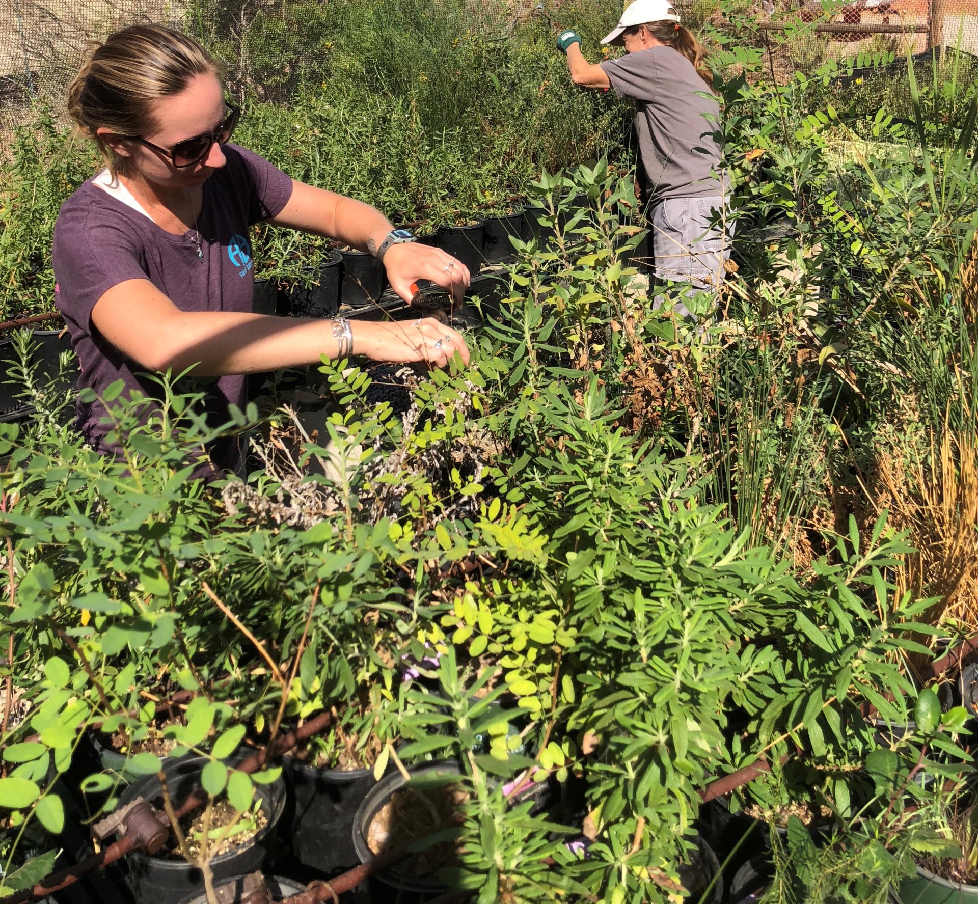 Volunteer Native Plant Nursery Nature Collective