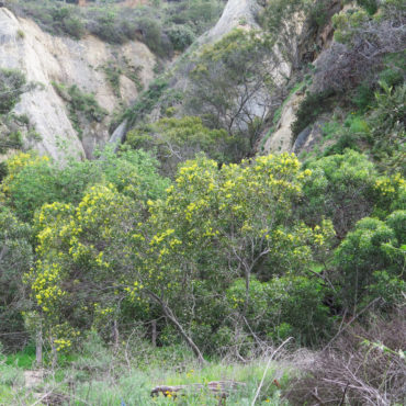 Trees full of yellow flowers growing at the base of canyon