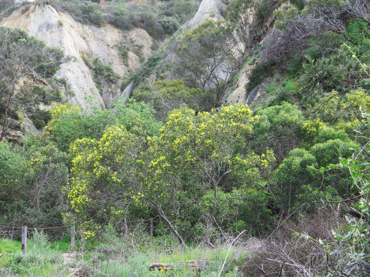 Trees full of yellow flowers growing at the base of canyon