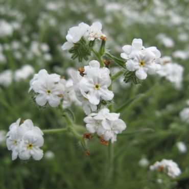 Small white flowers with yellow center