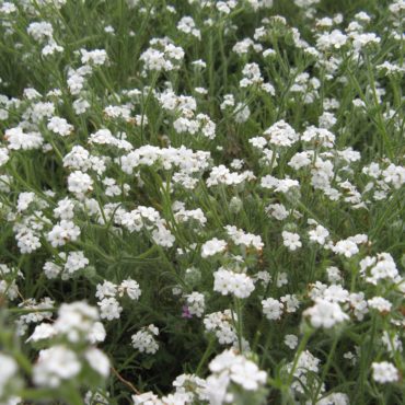 Field of bundles of white flowers